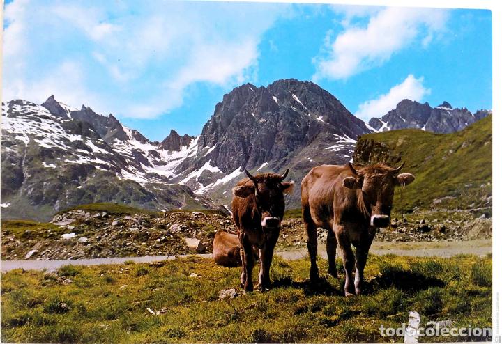 Postcards: Vacas. Nueva. Color