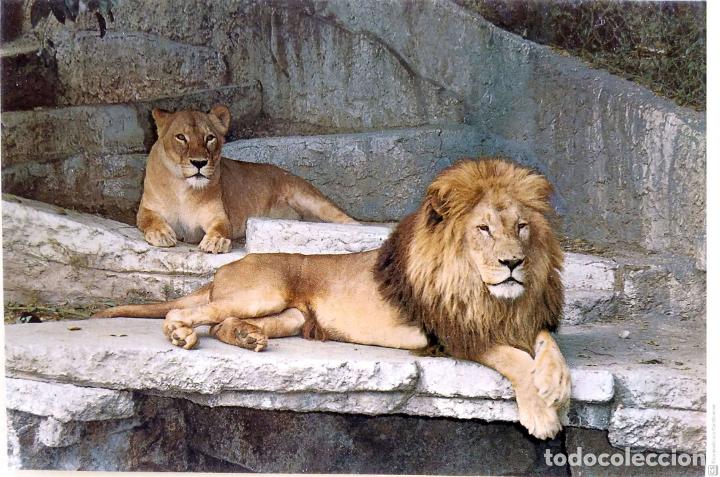Postcards: Leones del Parque zool&oacute;gico de Barcelona. Zerkowitz. Nueva. Color
