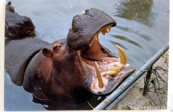 Postcards: Hipop&oacute;tamo del Parque zool&oacute;gico de Barcelona. Zerkowitz. Nueva. Color