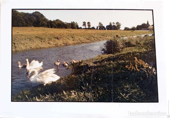 Postcards: Cisnes. Postal inglesa. Nueva. Color