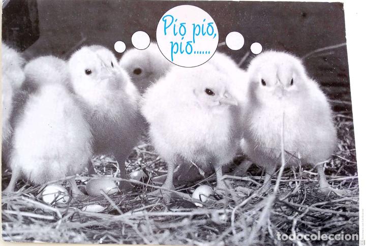 Postcards: Pollitos. 55 Pops. Nueva. Blanco/Negro