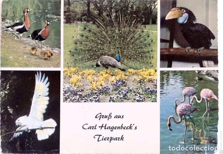 Postcards: Animales del Parque Zool&oacute;gico de Hamburgo. Usada con sello. Color