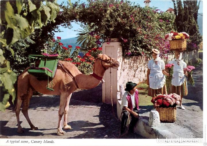 Postcards: Canarias. T&iacute;pica escena con j&oacute;venes con pesadas cargas en la cabeza y camello , como bestia de carga