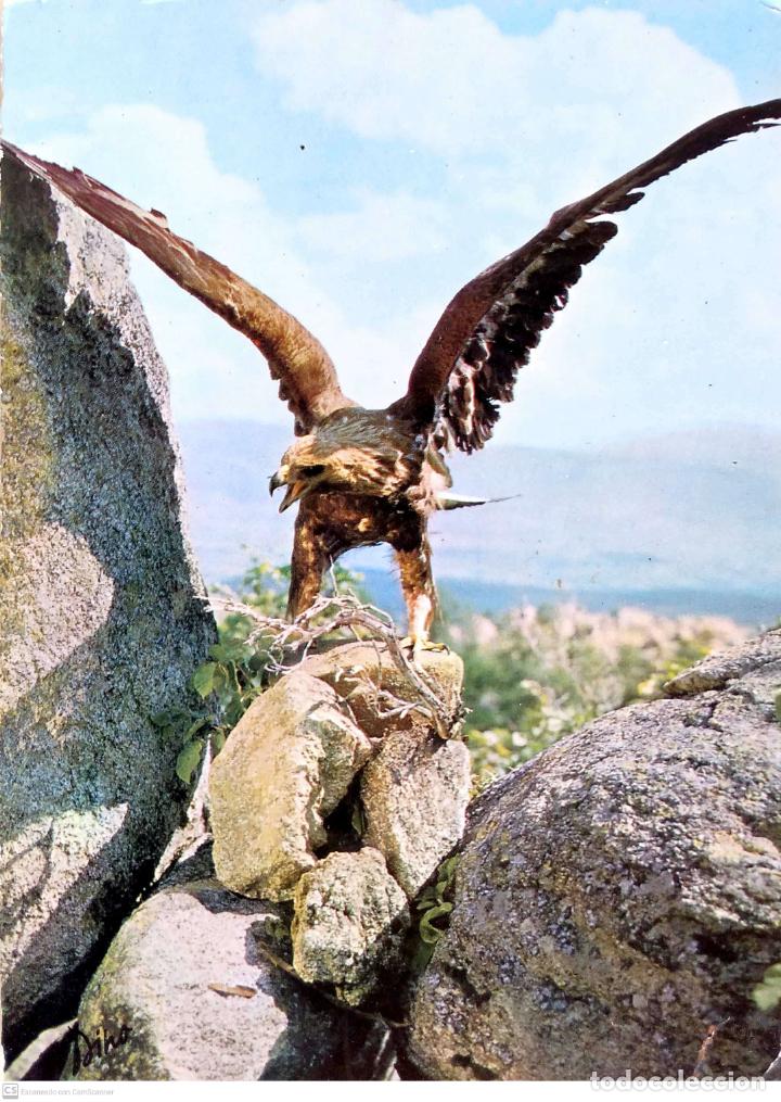 Postcards: &Aacute;guila de la zona Pirenaica francesa. Usada. Color