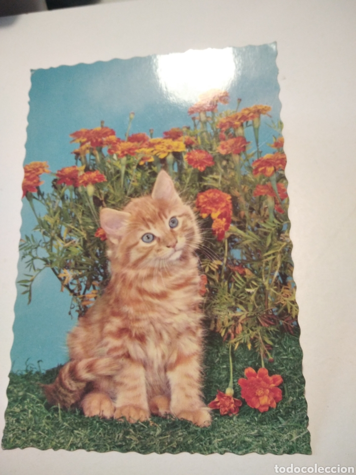 Postcards: Postal Gato claveles