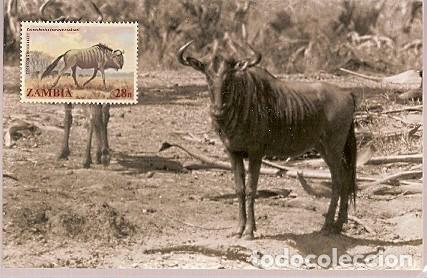 Postcards: Zambia & Parque Nacional Gorongosa cerca de Beira, Nu de Cola Negra, Connochaetes taurinus (9799)