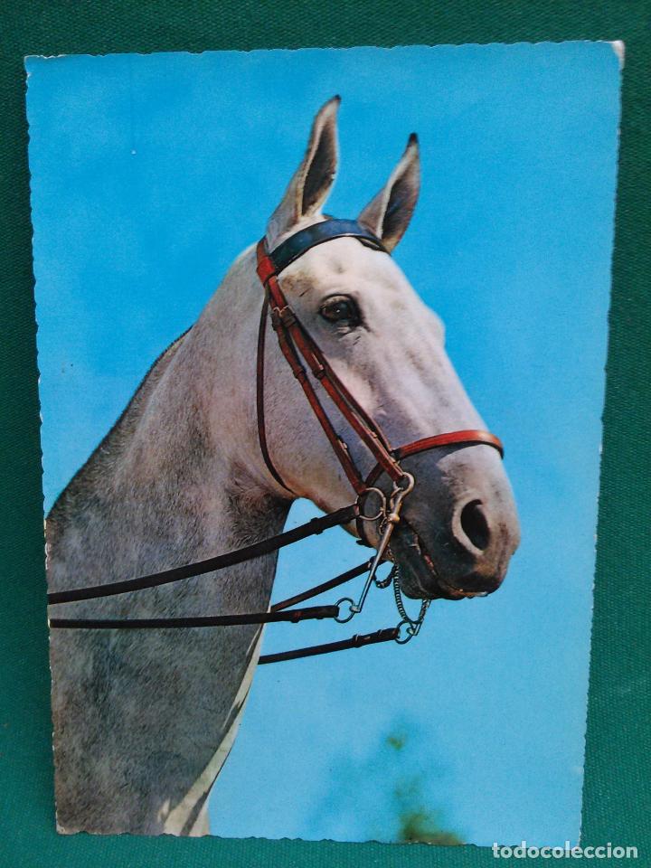Postcards: CABALLO - CECAMI 339 - ESCRITA