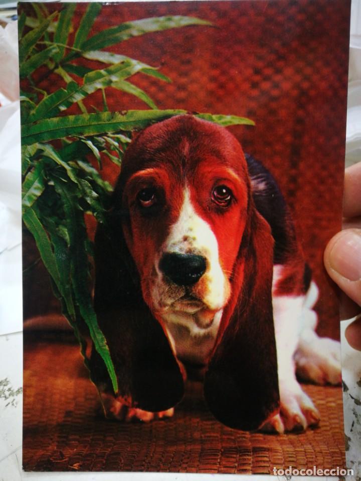 Postcards: Postal perro SAVIR S/C