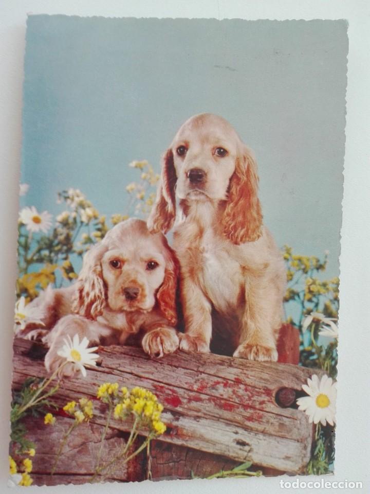 Postkarten: POSTAL1451 - CECAMI 816 - PERROS FAUNA - FILATELIA MAT. GOPPINGEN 1970 DEUTSCHLAND