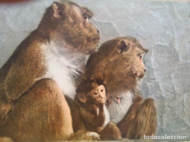 Postcards: JAVANESE MONKEYS