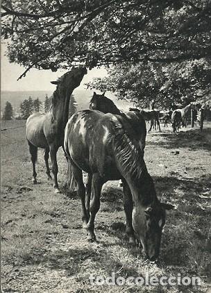 Postales: ANTIGUA POSTAL CABALLOS - Foto 1