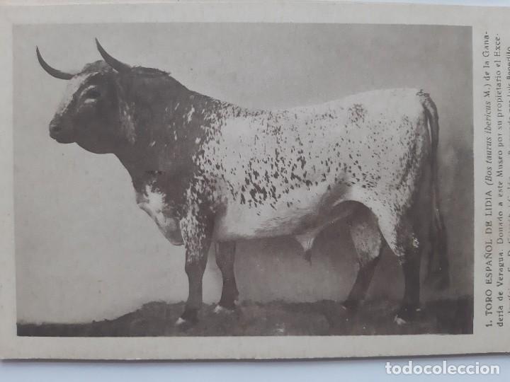 Postales: ANTIGUAS 9 POSTALES TEMATICA DE ANIMALES - Foto 4