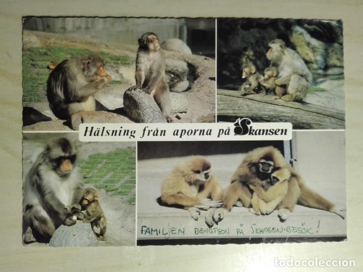 Postales: POSTAL1942 CIRCULADA 1988 - ULTRA 01-6056 - SKANSEN STOCKHOLM SVERIGE - MONOS FAUNA