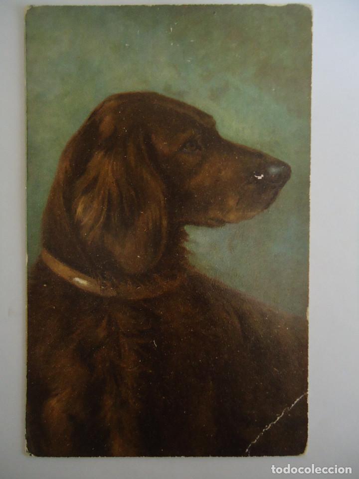 Postcards: ANTIGUA POSTAL COLOREADA DE UN PERRO