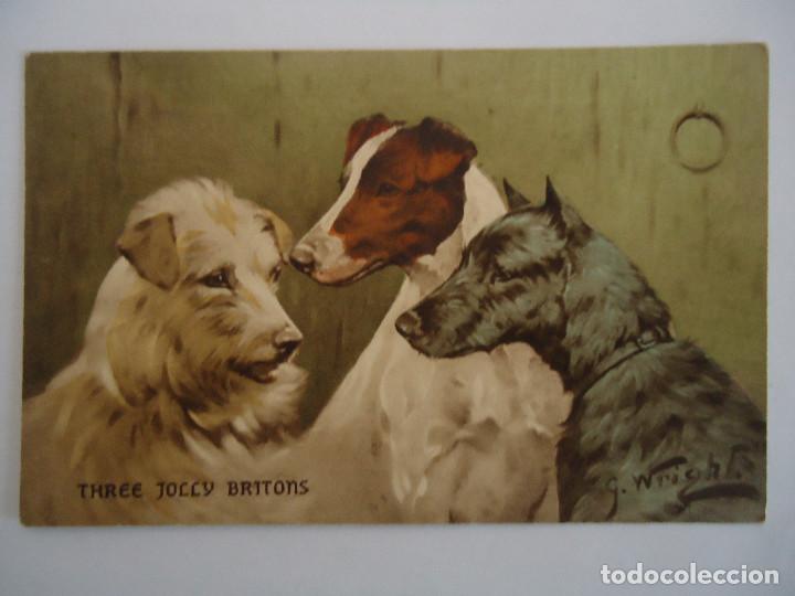 Postcards: ANTIGUA POSTAL COLOREADA DE TRES PERROS