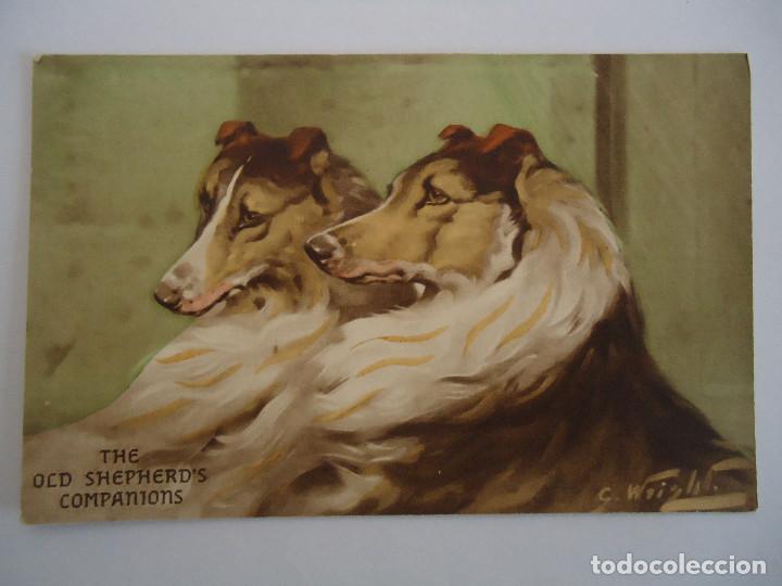 Postcards: ANTIGUA POSTAL COLOREADA CON 2 PERROS
