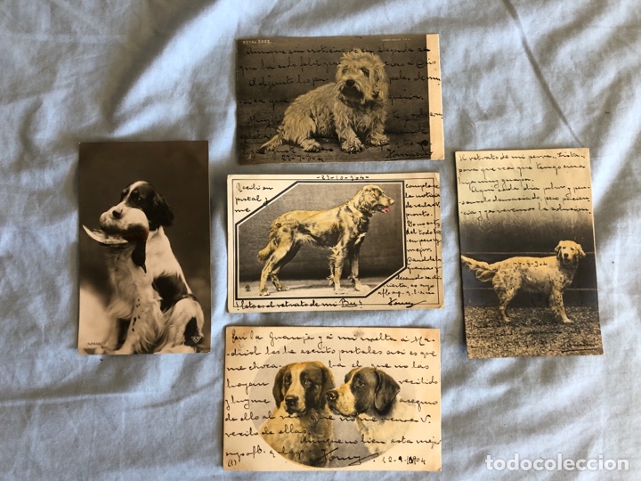 Postcards: 5 tarjetas postales antiguas de animales