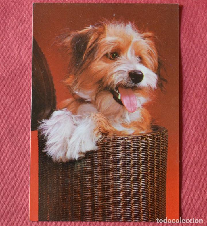 Postcards: PERRO EN CANASTA - C Y Z - A&Ntilde;OS 70