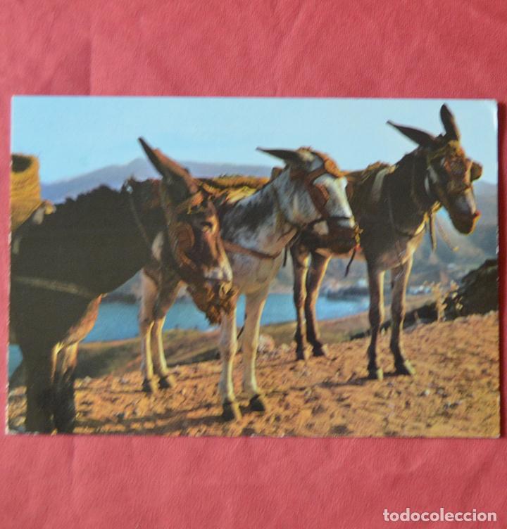 Postcards: BORRICOS TIPICOS - TARJETA POSTAL