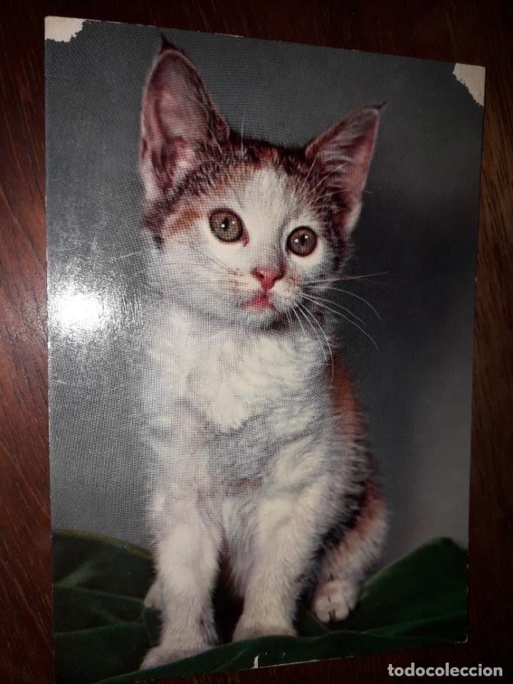 Postcards: N&ordm; 39100 POSTAL GATO