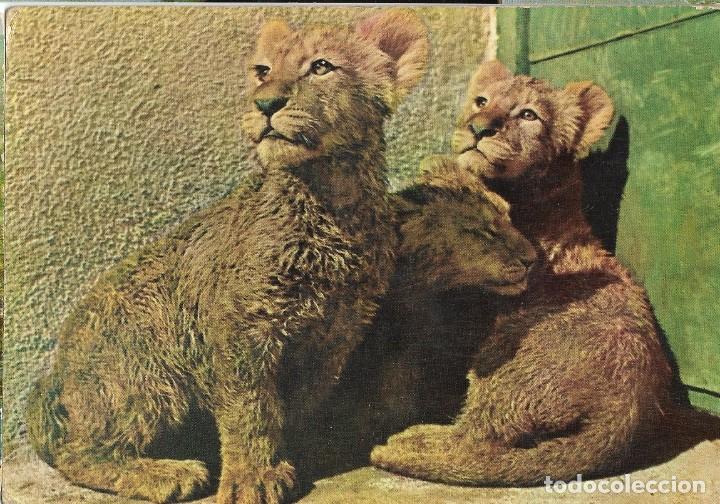 Postales: Zoo de Barcelona. Escrita, a&ntilde;os 60