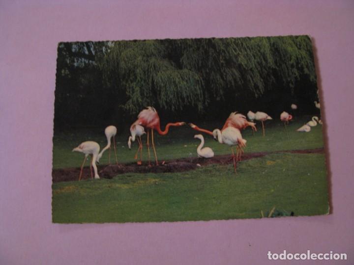 Postcards: POSTAL DE ED. KR&Uuml;GER. AVES, FLAMENCOS.