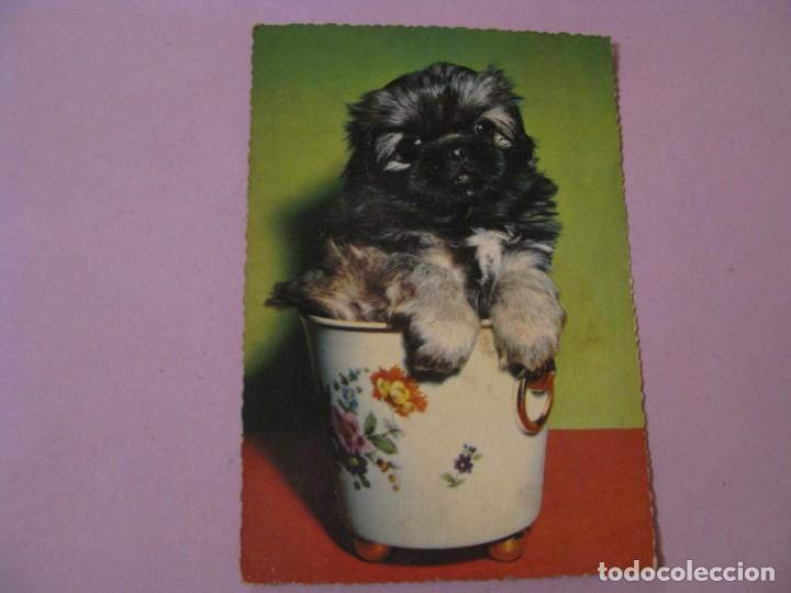 Postcards: POSTAL DE ED. KR&Uuml;GER. ESCENA CON PERROS.