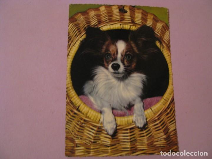 Postcards: POSTAL DE ED. KR&Uuml;GER. ESCENA CON PERROS.