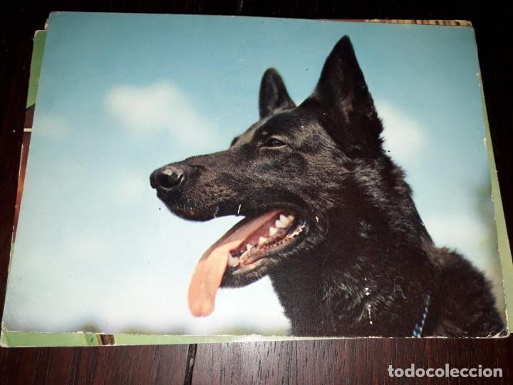 Postcards: N&ordm; 39395 POSTAL PERRO IMPRESA EN ITALIA