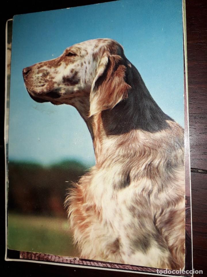 Postcards: N&ordm; 39391 POSTAL PERRO EDITADA EN ITALIA