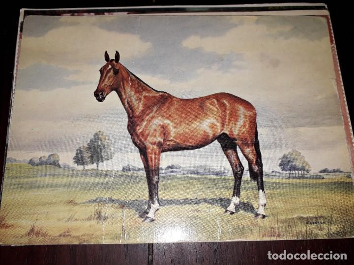 Postcards: N&ordm; 39373 POSTAL CABALLO
