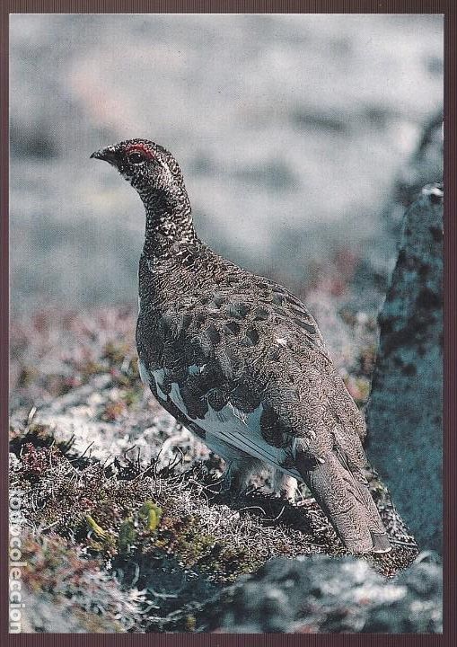 Postales: Groenlandia. Nueva. - Foto 1