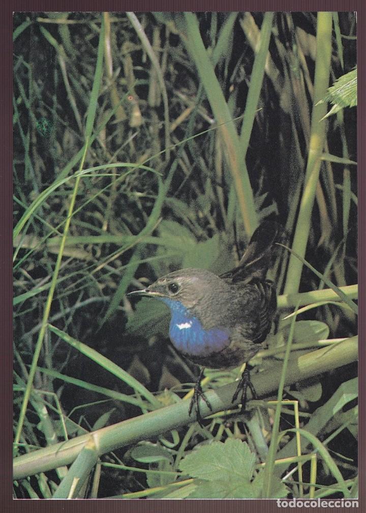 Postcards: Alemania. *Blaukehlchen- Luscinia svecica* Nueva.