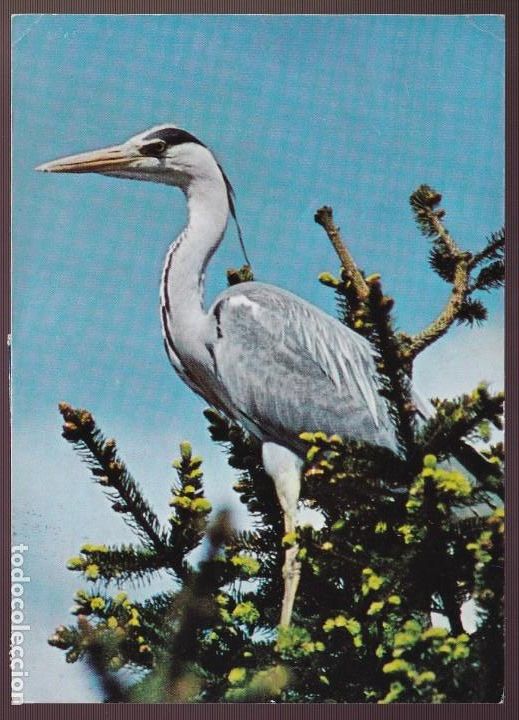 Postcards: Alemania. *Graureiher - Ardea cinerea* Circulada 1973.