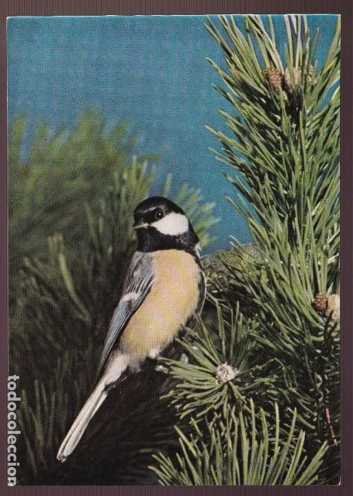 Postcards: *Parus maior* Escrita.