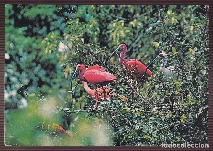 Cartes Postales: Venezuela. *Eudocimus ruber* Circulada 1973.