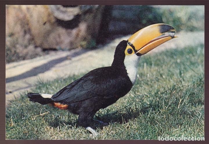 Postcards: Reino Unido. Bourton-on-the-Water. *Ramphastos Toco* Nueva.