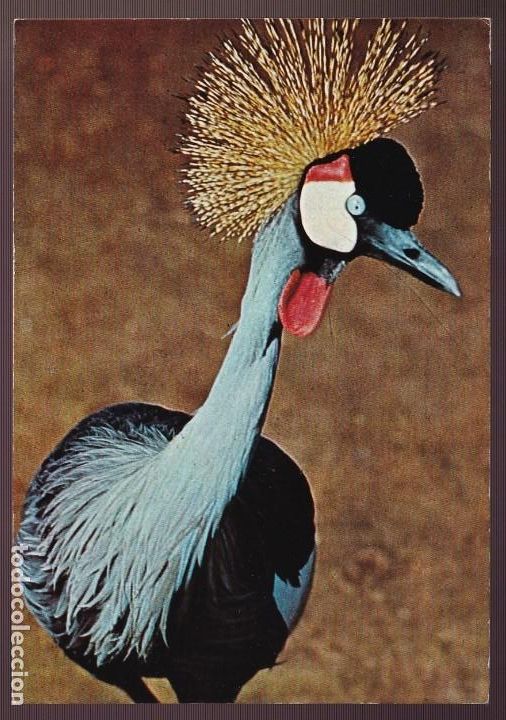 Postcards: &Aacute;frica. Malawi. *Grulla coronada* Nueva.