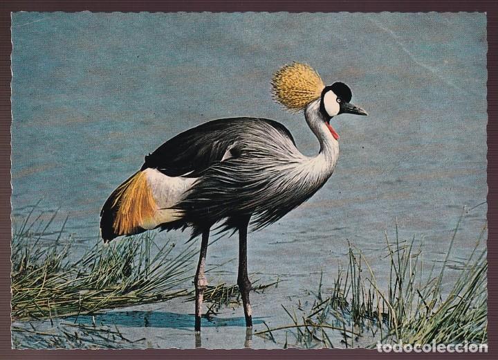 Postcards: *Grulla coronada* Nueva.