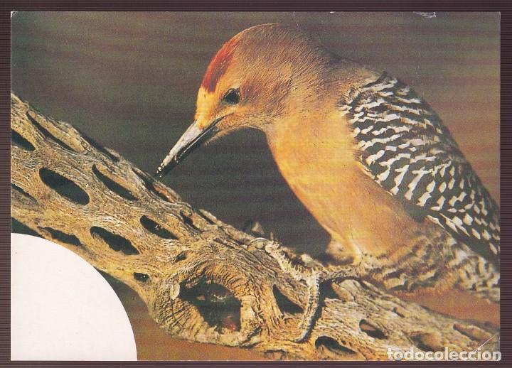 Postcards: *Picoides nuttallii* Nueva.