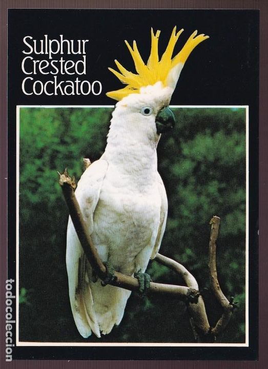 Postcards: Australia. *Cacatua galerita* Nueva.