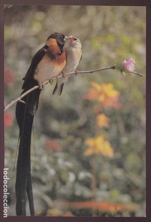 Postcards: China. *Resplendent munia* Nueva.