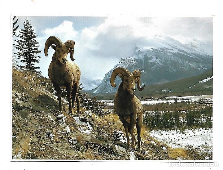 Postcards: CABRAS SALVAJES -POSTAL GRANDE - DE NORTE AMERICA DE 1.989