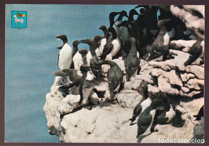 Postcards: Suecia. Gotland. *Uria aalge* Nueva.