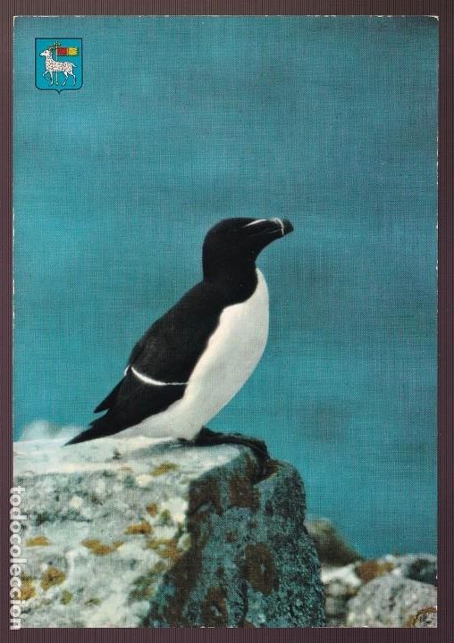 Postcards: Suecia. Gotland. *Uria aalge* Nueva.