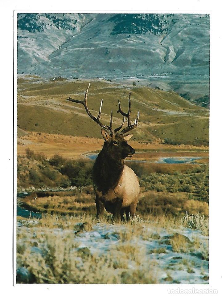 Postcards: RENO SALVAJE -POSTAL GRANDE - DE NORTE AMERICA DE 1.989