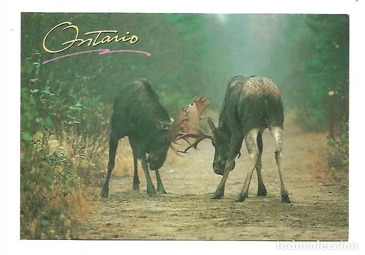 Postcards: ALCES SALVAJES -POSTAL GRANDE - DE ONTARIO - CANADA