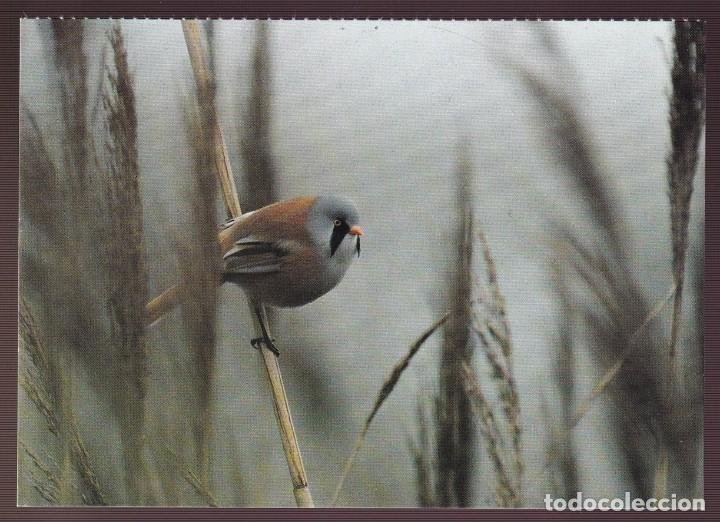 Postcards: *Panurus biarmicus* Foto *Alain Saunier* Escrita.