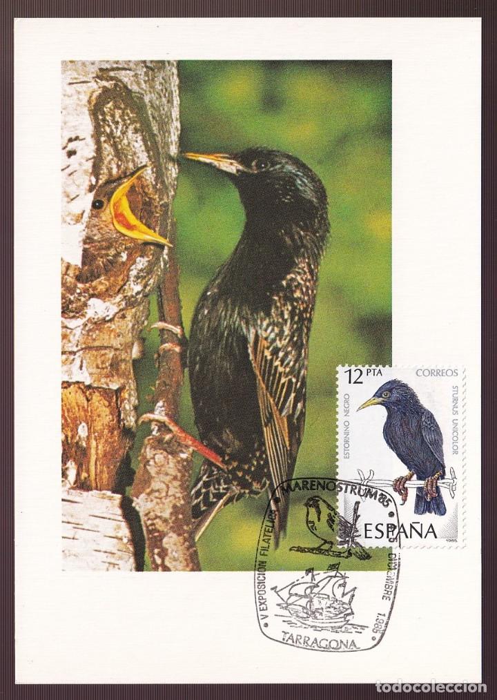 Postcards: *Sturnus unicolor* TP con Matasellos especial.
