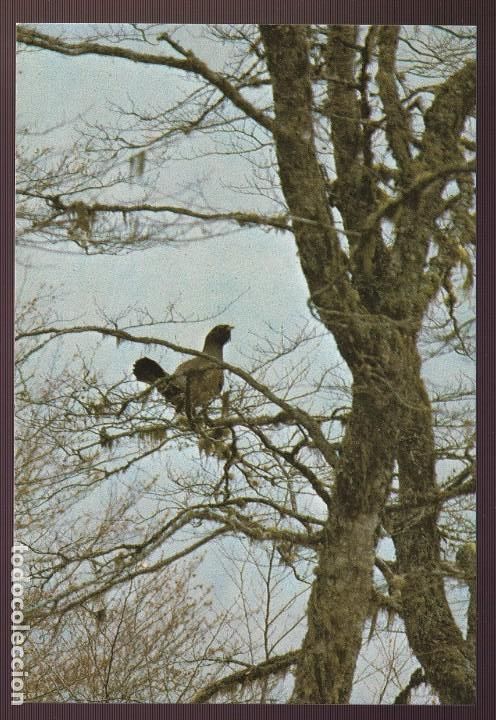 Postcards: Picos de Europa. *Urogallo cant&aacute;brico* Nueva.